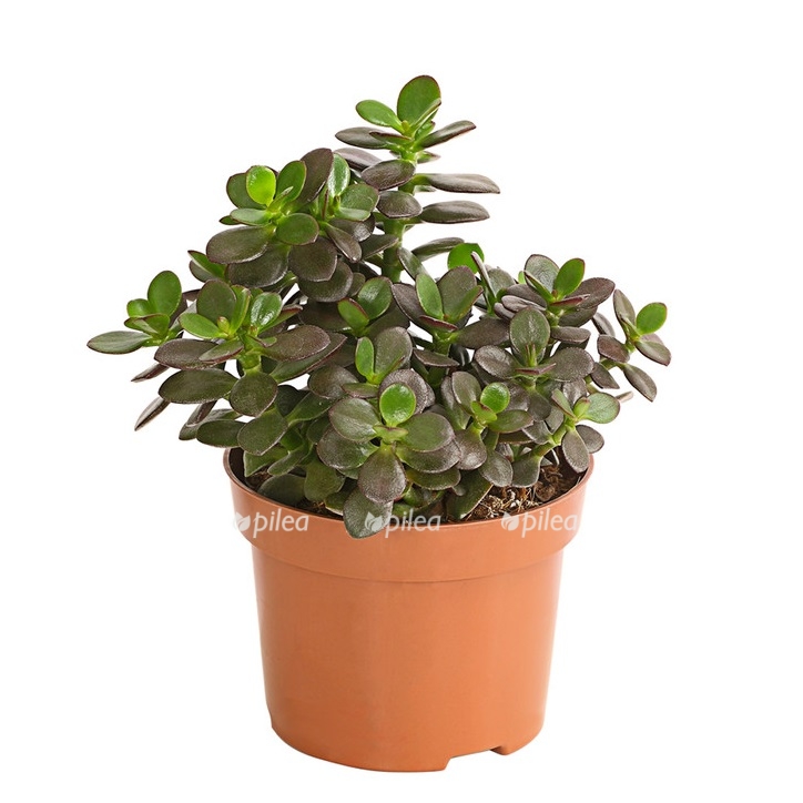 Крассула Овата Минор купить