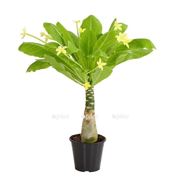 7977812 pr fs 001 vulkanpalmebrighamiainsignis8209652 e1600967245667