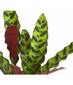 7977853 pr de 001 calathealancifoliakorbmarantet14streckedehnerexpressherzig