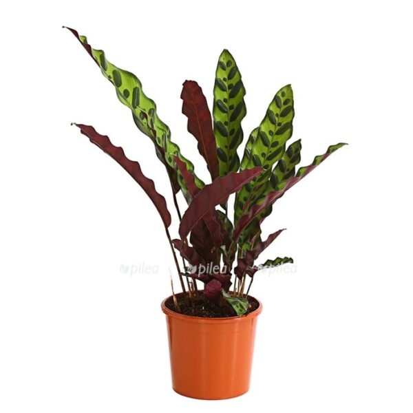 7977853 pr fs 001 calathealancifoliakorbmarantet14streckedehnerexpressherzig e1639213959199