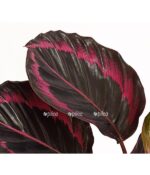 7977879 pr de 001 calatheadotikorbmaranthet14streckedehnerexpressherzig