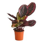 7977879 pr fs 001 calatheadotikorbmaranthet14streckedehnerexpressherzig
