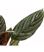 7977887 pr de 001 calatheaornatakorbmaranthet14streckedehnerexpressherzig
