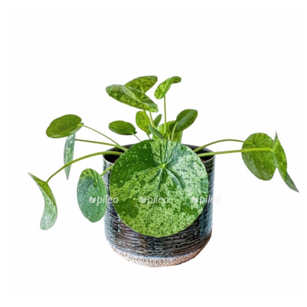 7a0628c7 4bce 455a afb9 ce70dafe7a3e e1602924855881