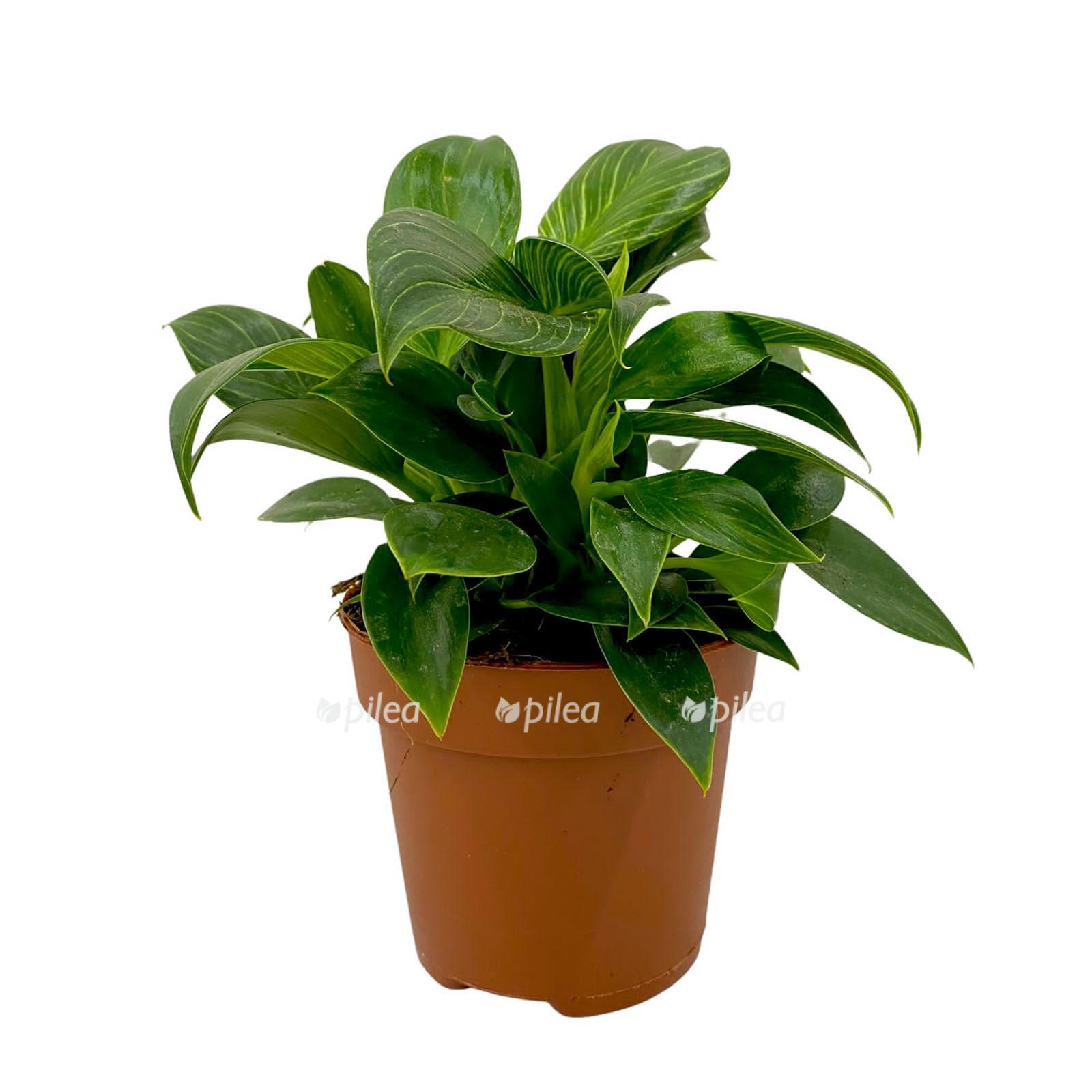 7a5e2991 8126 4f60 978c 021d9c5b4975