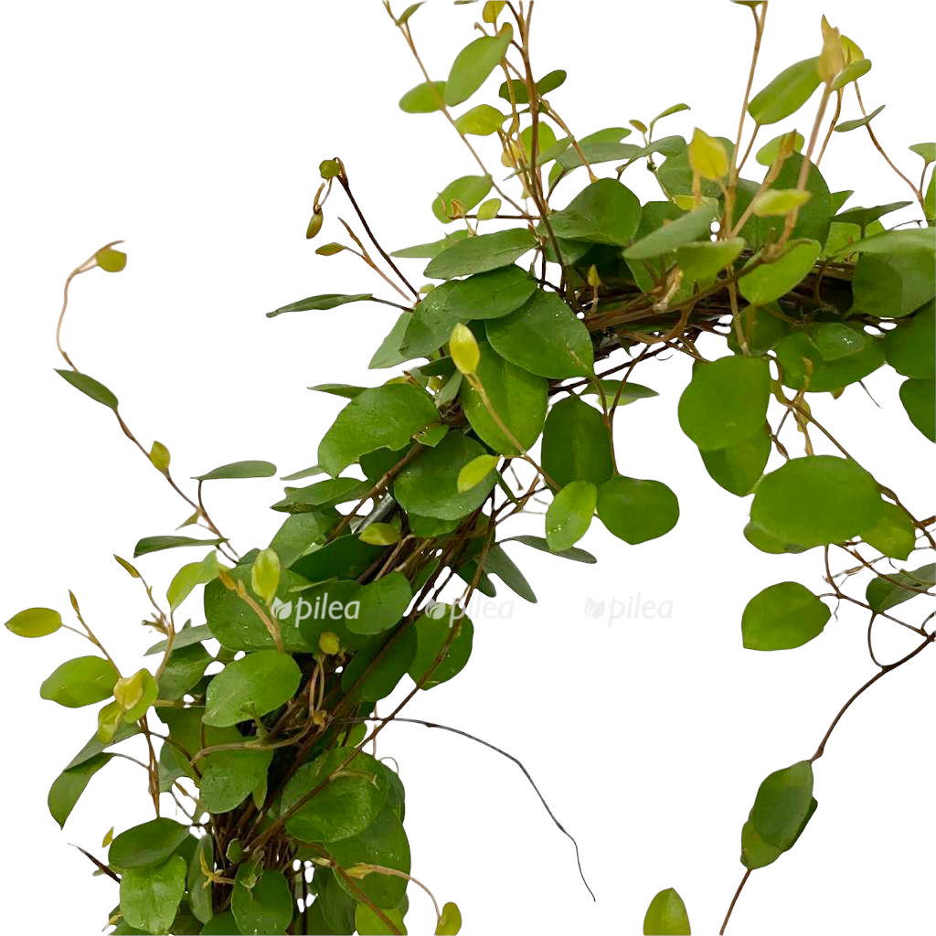 7abcc200 4b11 4a2d ae10 539338562d5a