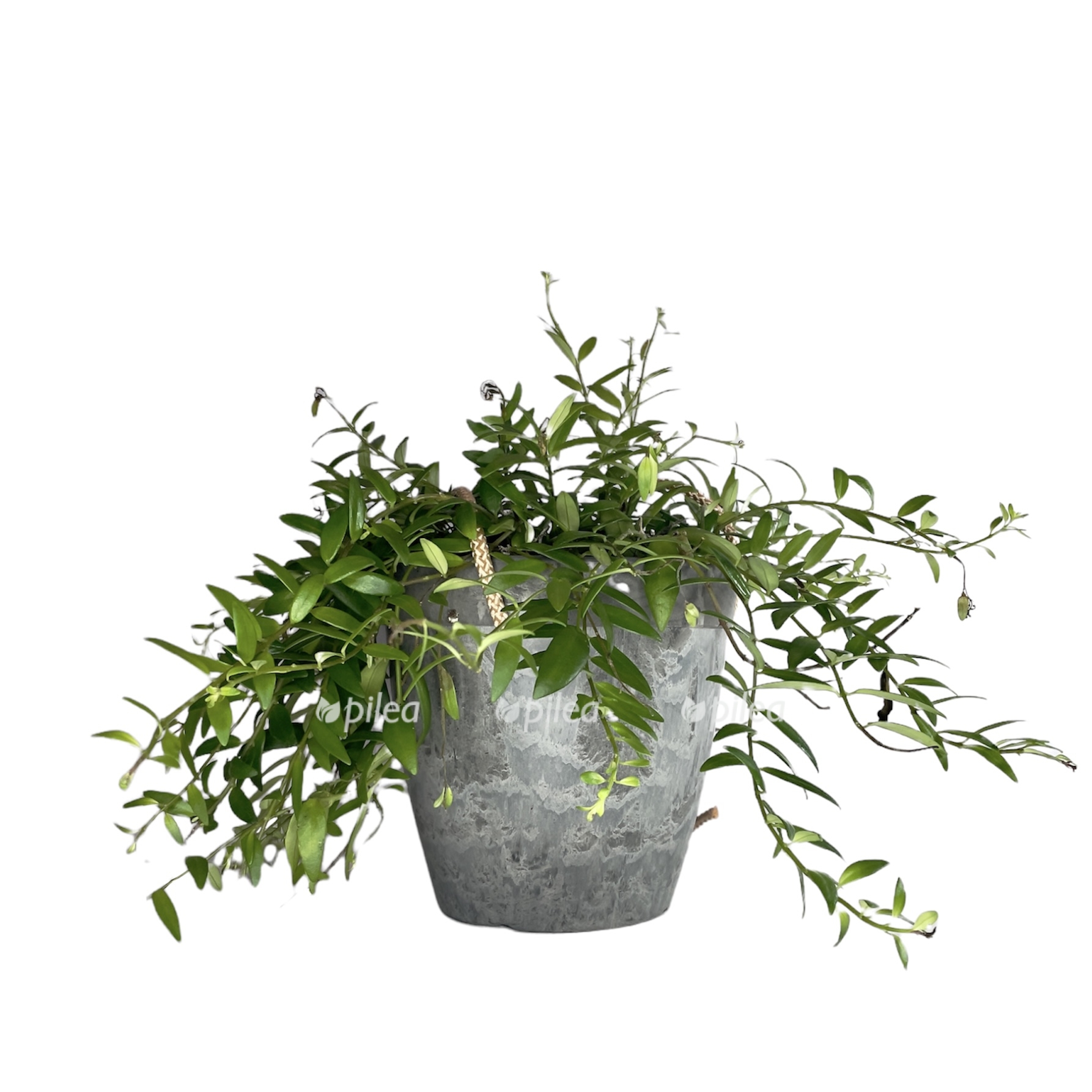 7dedc6ca 172c 4523 a27a 51db98a981ca