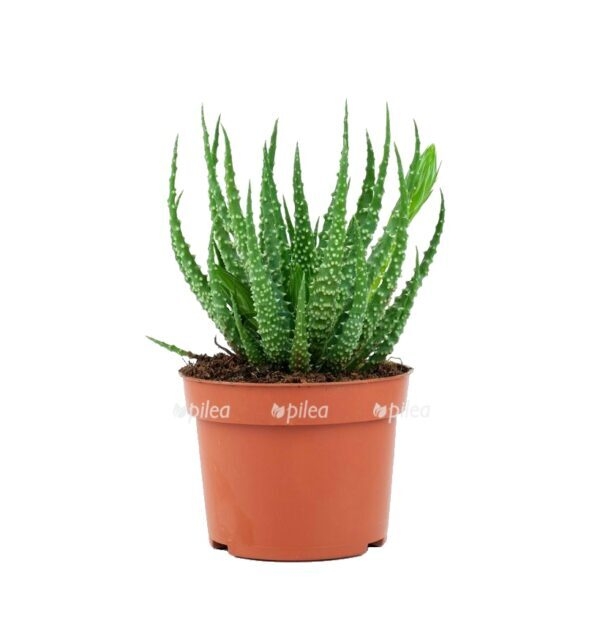 800px colourbox8781615 e1639210698399