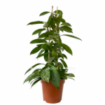 80754252 ce2c 4639 a8b4 ac860ea7fe33