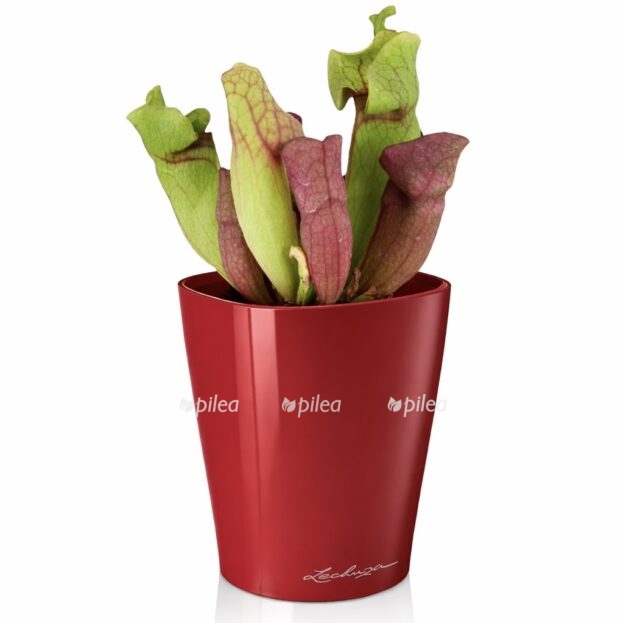 81bfcffa c08c 4688 8c5e d110f5ead22c e1768217559304