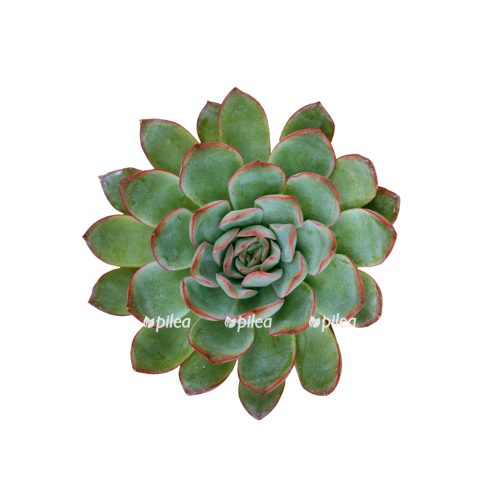 81fc1931756bdbd0d8520ab2b9107bc1 e1680486284153