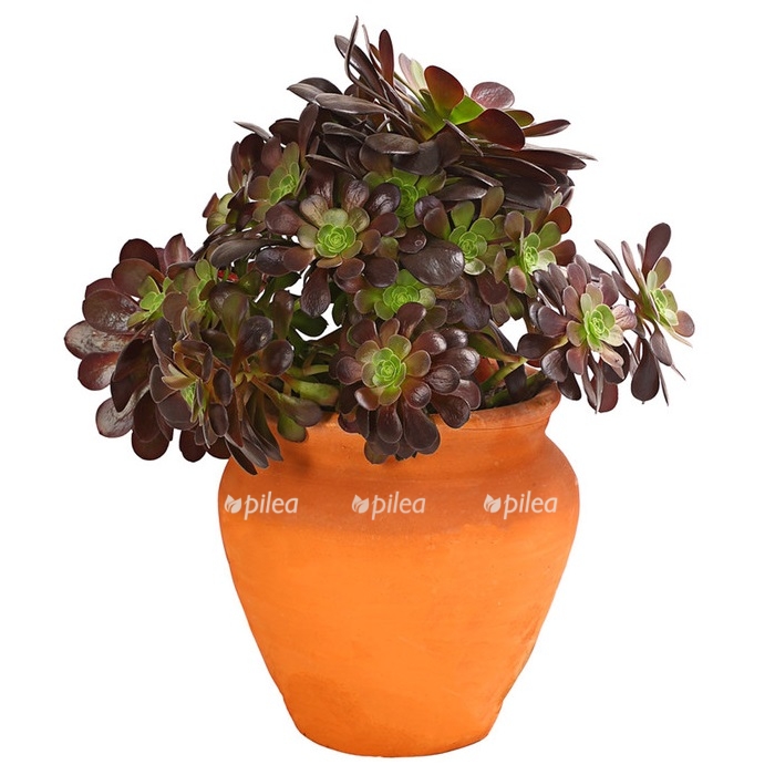 8200461 pr fs 001 aeoniumrotblattrigimtonkrugt23dehnerherzig