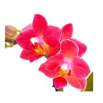 8204315 pr de 001 schmetterlingsorchideephalaenopsis2triebermixaquaminidehnerexpressherzig