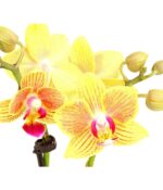 8204315 pr de 002 schmetterlingsorchideephalaenopsis2triebermixaquaminidehnerexpressherzig