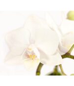 8204315 pr de 003 schmetterlingsorchideephalaenopsis2triebermixaquaminidehnerexpressherzig