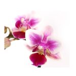 8204315 pr de 005 schmetterlingsorchideephalaenopsis2triebermixaquaminidehnerexpressherzig