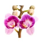 8204315 pr de 006 schmetterlingsorchideephalaenopsis2triebermixaquaminidehnerexpressherzig