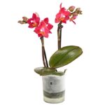 8204315 pr fs 1 schmetterlingsorchideephalaenopsis2triebermixaquaminidehnerexpressherzig