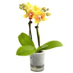 8204315 pr fs 2 schmetterlingsorchideephalaenopsis2triebermixaquaminidehnerexpressherzig