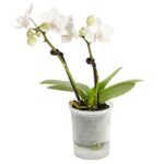 8204315 pr fs 3 schmetterlingsorchideephalaenopsis2triebermixaquaminidehnerexpressherzig