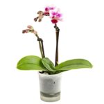 8204315 pr fs 5 schmetterlingsorchideephalaenopsis2triebermixaquaminidehnerexpressherzig