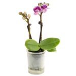 8204315 pr fs 6 schmetterlingsorchideephalaenopsis2triebermixaquaminidehnerexpressherzig