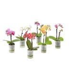 8204315 pr fs 7 schmetterlingsorchideephalaenopsis2triebermixaquaminidehnerexpressherzig