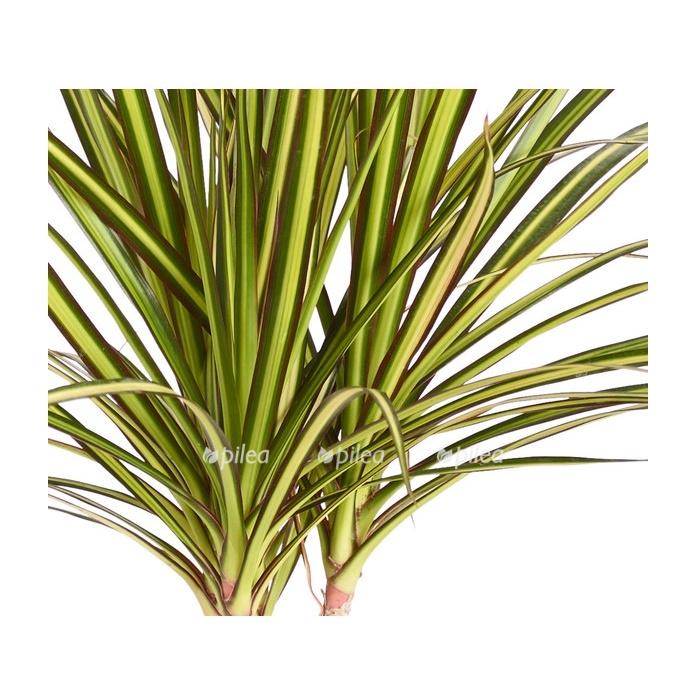 8204562 pr de 001 dracaenasunraydehnerzs