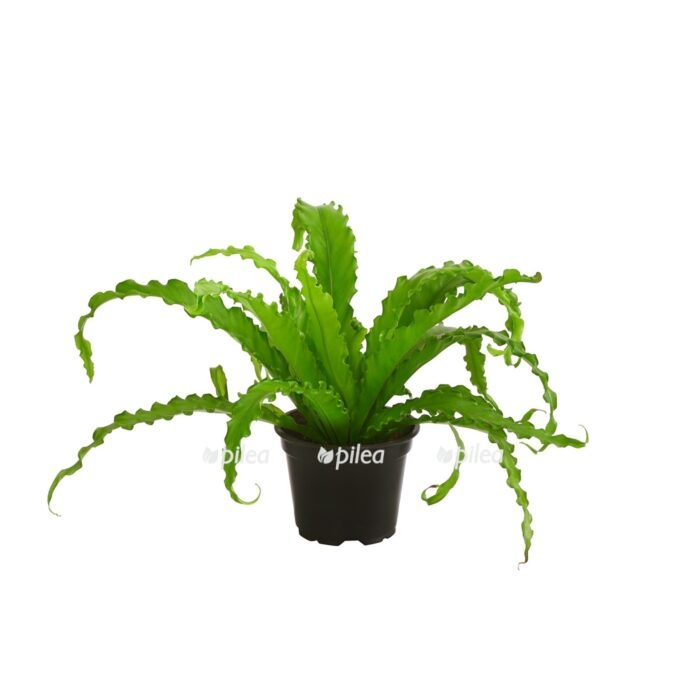 8204737 pr fs 001 asplenumnidusmixdehnerexpressherzig e1680482424899