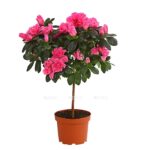 8205171 we fs 001 azaleeazaleastammt13dehnerexpressherzig