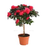 8205171 we fs 004 azaleeazaleastammt13dehnerexpressherzig