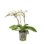 8207482 pr fs 001 schmetterlingsorchideephalaenopsiswildflower4trieberdehnerexpressherzig