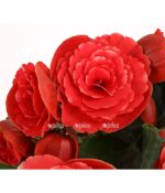 8208571 pr de 001 begoniebegoniaelatiorboriasrott13dehnerexpressherzig