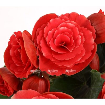 8208571 pr de 001 begoniebegoniaelatiorboriasrott13dehnerexpressherzig
