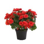 8208571 pr fs 001 begoniebegoniaelatiorboriasrott13dehnerexpressherzig