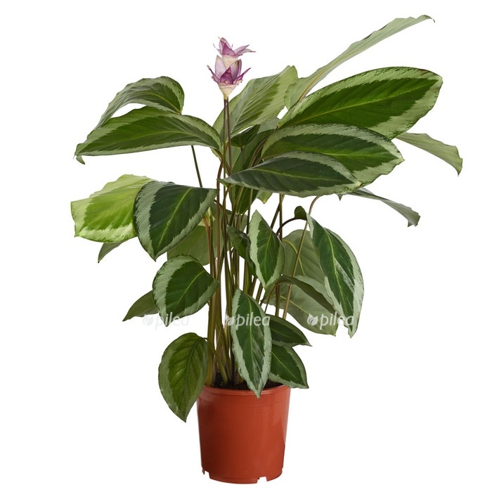 8210494_pr_fs_001_calatheagekkokorbmarantet17dehnerexpresszs-1.jpg 8210494 pr fs 001 calatheagekkokorbmarantet17dehnerexpresszs 1