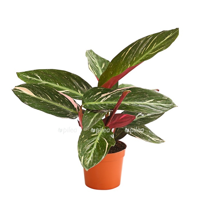 8211054_we_fs_001_korbmaranthecalatheamixt12dehnerexpressherzig.jpg