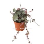 Церопегия Вудди купить