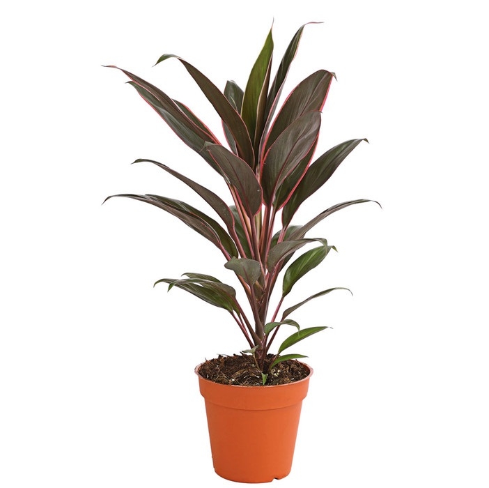 8212508 pr fs 003 keulenliniecordylinecultivarst13dehnerherzig