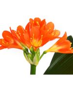 8215154 we de 001 cliviecliviaminiatat12dehnerexpressherzig