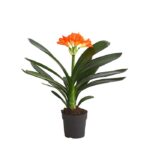 8215154 we fs 001 cliviecliviaminiatat12dehnerexpressherzig