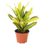 8217317 we fs 001 crotoncodiaeumvariegatummixt9dehnerexpressherzig
