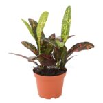 8217317 we fs 002 crotoncodiaeumvariegatummixt9dehnerexpressherzig