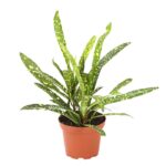 8217317 we fs 003 crotoncodiaeumvariegatummixt9dehnerexpressherzig