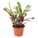 8217317 we fs 004 crotoncodiaeumvariegatummixt9dehnerexpressherzig