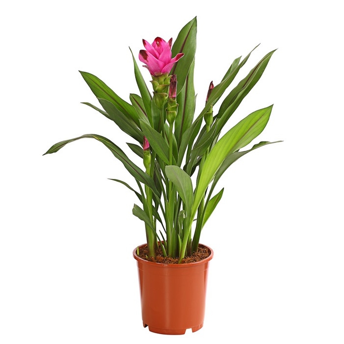 8217341 pr fs 001 curcumasarletlilat15dehnerexpressherzig 1