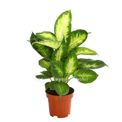 8219818 we fs 001 dieffenbachiedieffenbachiamixt12dehnerexpressherzig