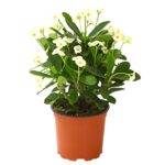 8225781 we fs 001 christusdorneuphorbiamiliit11dehnerexpressherzig