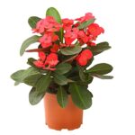 8225781 we fs 002 christusdorneuphorbiamiliit11dehnerexpressherzig