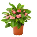 8225781 we fs 003 christusdorneuphorbiamiliit11dehnerexpressherzig